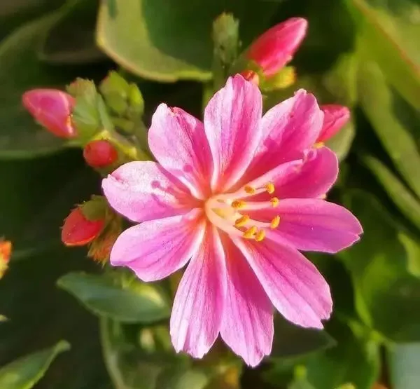 160種· 奇花異草，絕對有你沒見過的！ 「下部分」