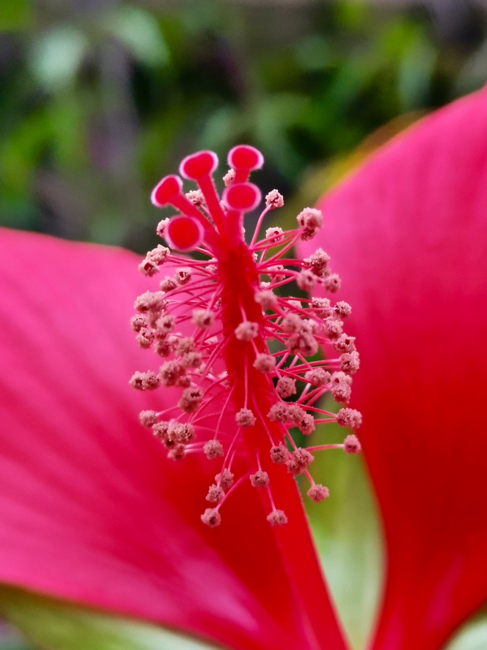 正月十五鲜花图 花型各异真是赏心悦目 追风景的人 Mdeditor