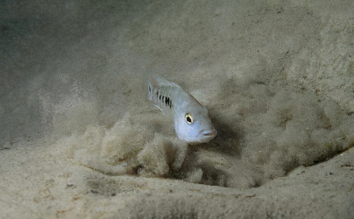 与世隔绝6万年仅剩38条的沙漠鱼