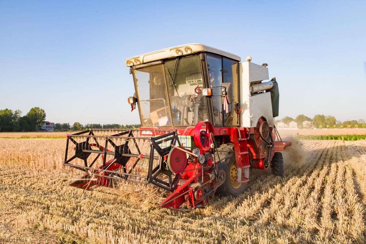 粮价下跌预警：小麦滑落，玉米新旧交替，稻谷和大豆什么样？