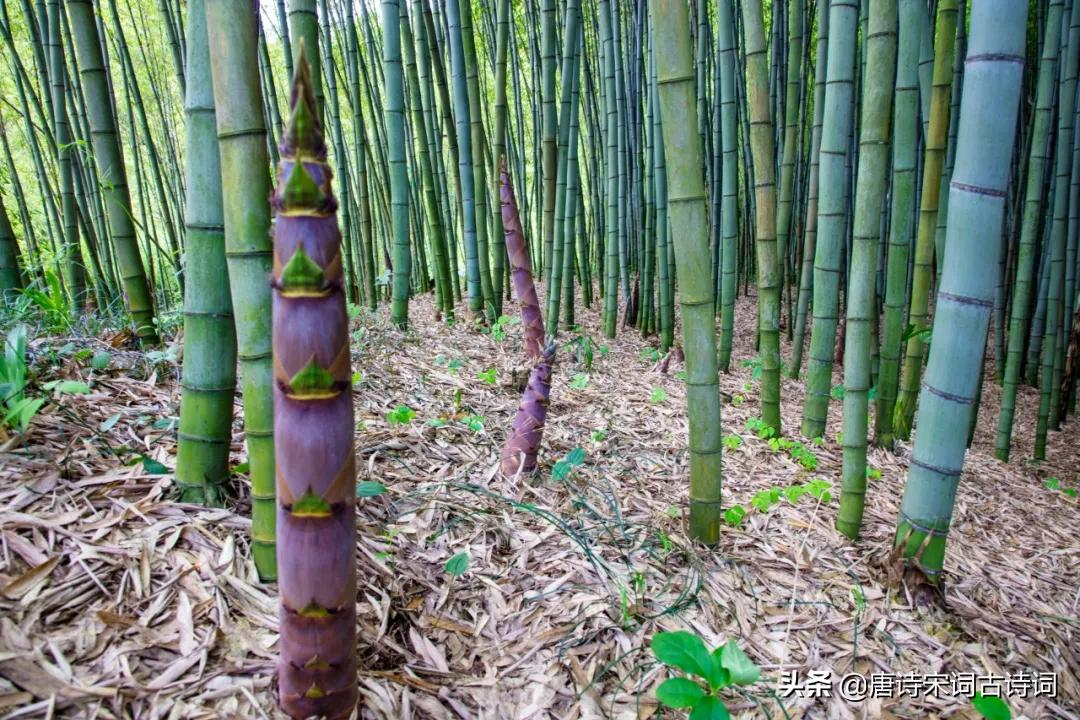 夏天，绿阴已长成-第3张图片-诗句网