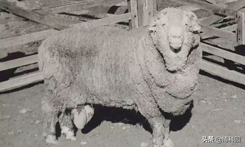 太赞了！冷冻50年的精子，成功让34只母羊受孕！