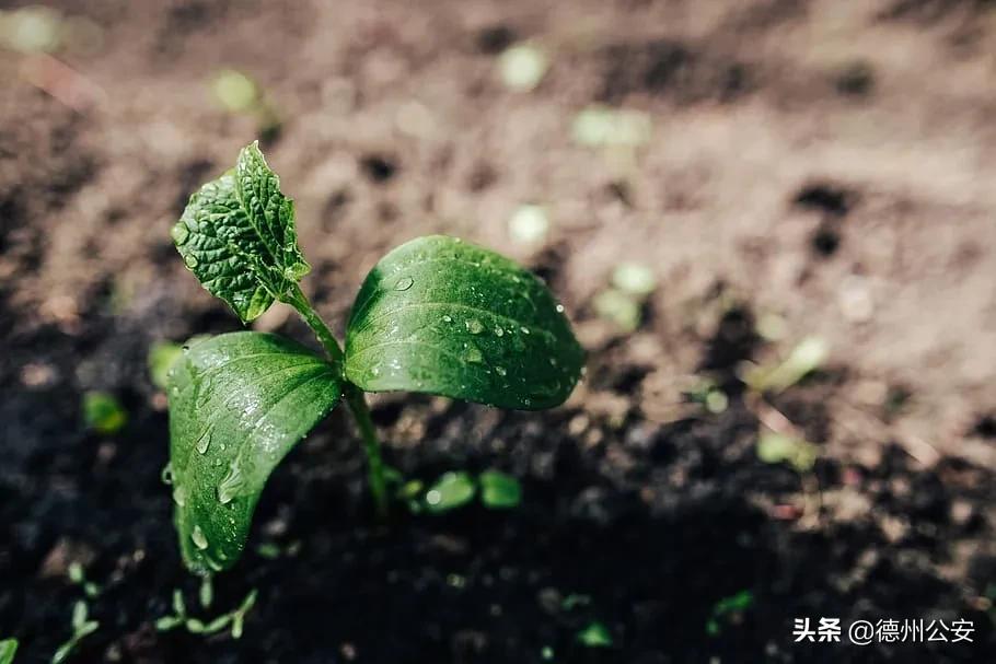既是水果也是菜，春季餐桌不能少這3寶！ 生吃舒肝清火、熟吃補腎健脾，4類人更需要