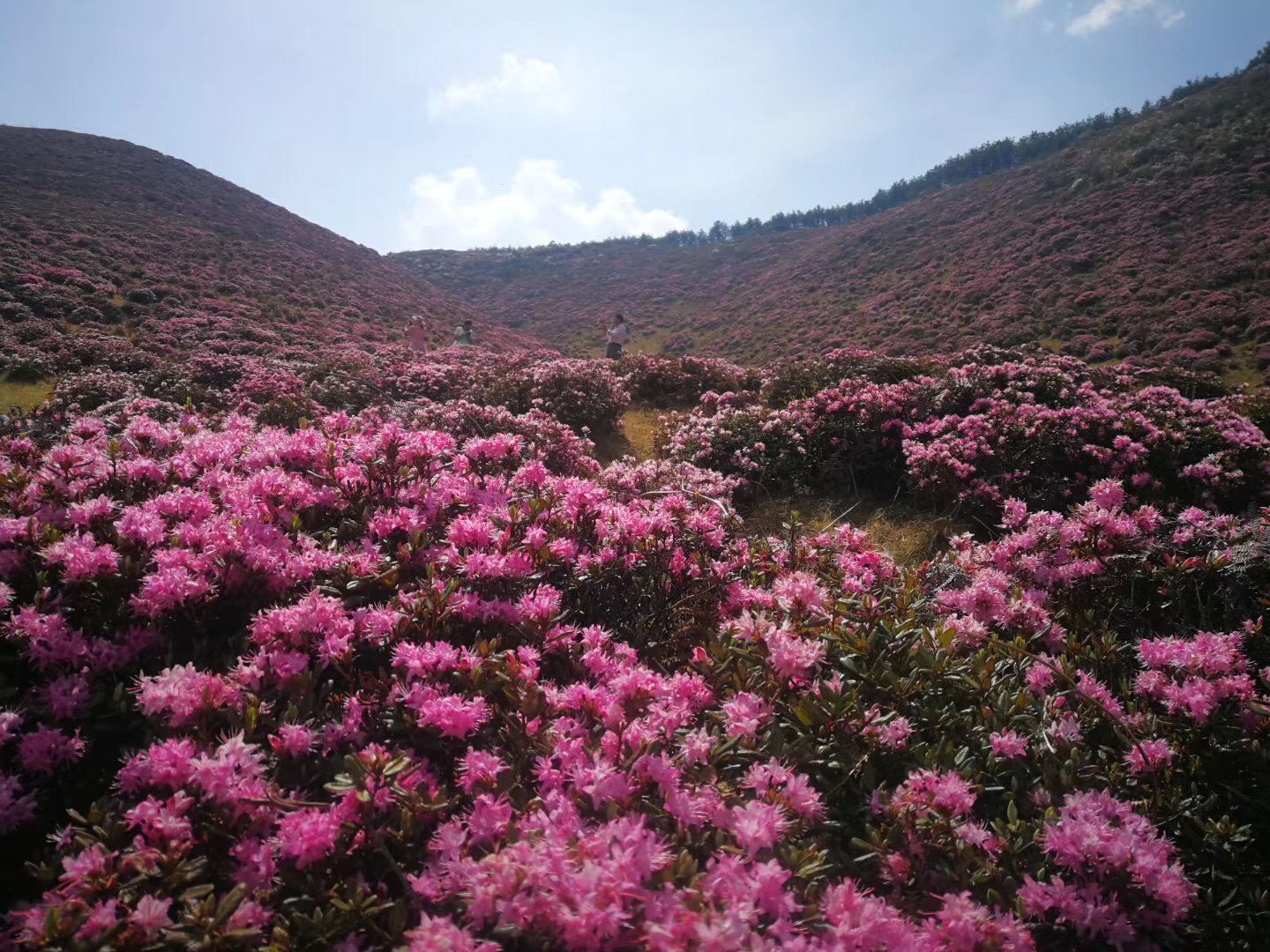 禄劝马鹿塘4000亩杜鹃花进入最佳赏花期