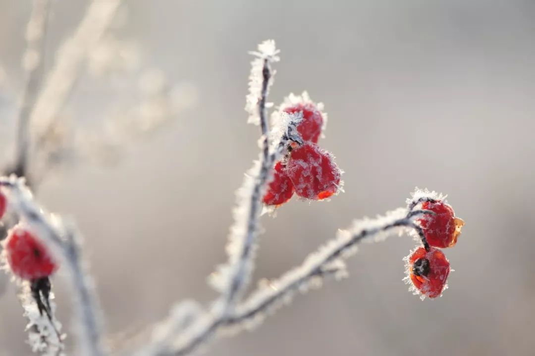 诗词里的100个冬天，那么冷，那么美-第7张图片-诗句网