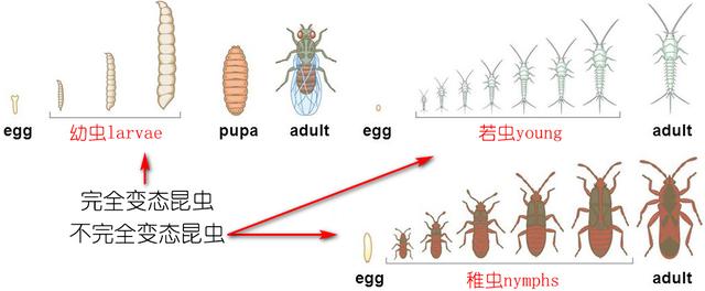 夏天捉蜻蜓是挺好玩，但你知道它有多益嗎？