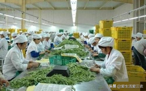 除了种养业，农村还有什么赚钱好门路？试试这些好项目吧