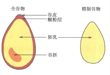 脂肪肝，如何合理安排膳食？