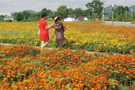 横县菊花迎来最佳观赏期