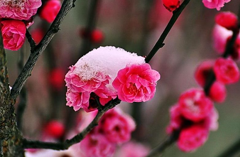 「诗词鉴赏」傲雪寒梅独自开-第12张图片-非凡网