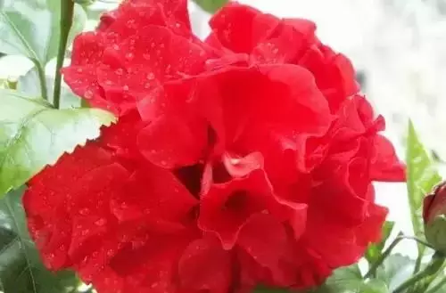 全國(guó)56個(gè)城市的市花，你是否全都了解？