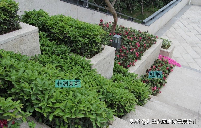 別墅庭院常用植物分享，附照片及名字標(biāo)注（珍藏版）