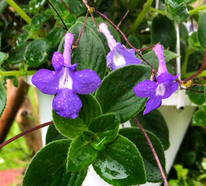 與眾不同的耐陰花 卷葉吊蘭 鳥尾花 莫納薰衣草 銅錢草 花卉網 Mdeditor