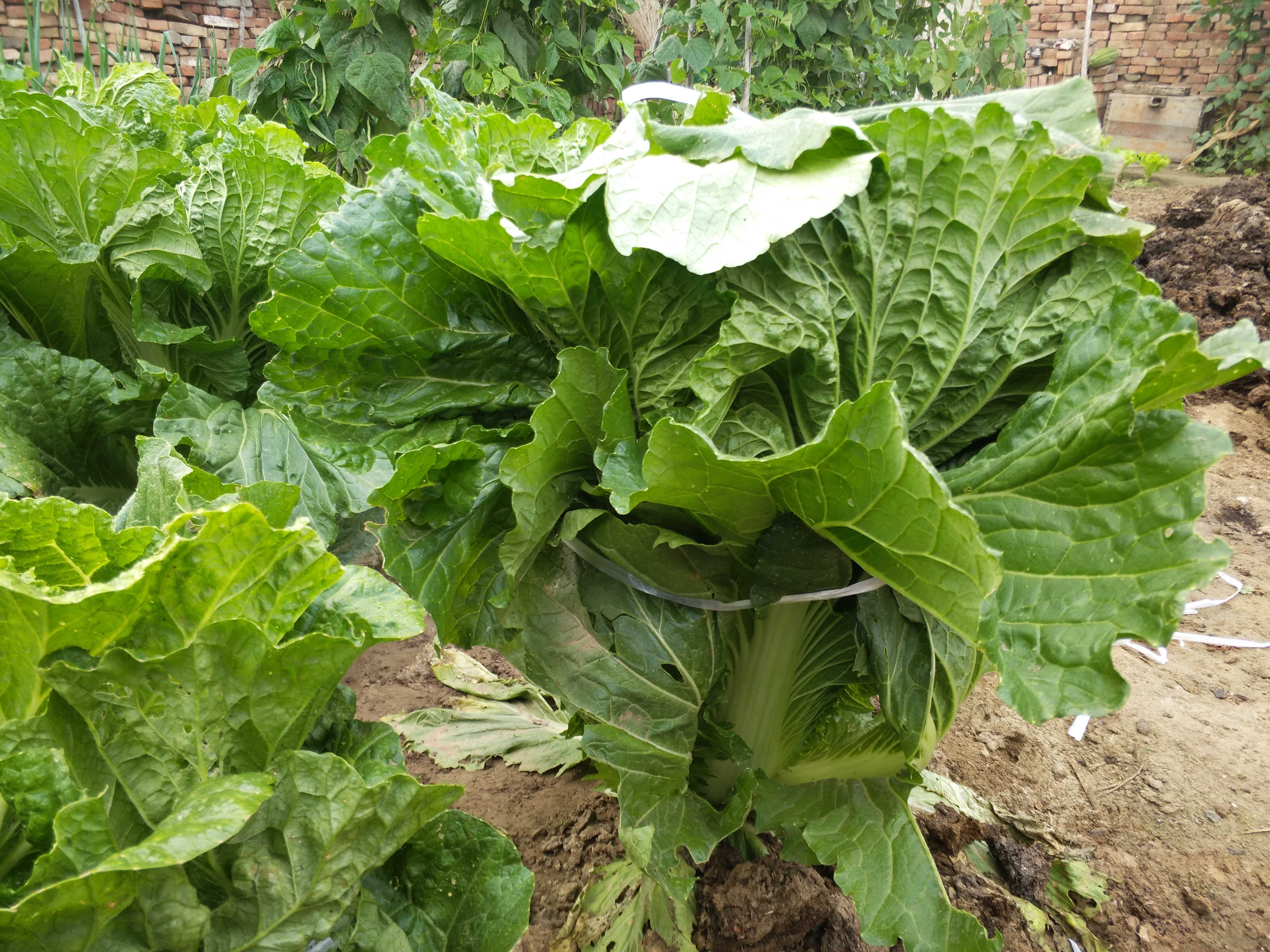 大白菜霜降后如何管理 霜冻对大白菜会有哪些影响 什么时候收获 植保技术 191农资人 农技社区服务平台