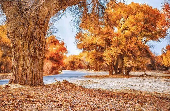 南疆之秋，不止风情，更有风景！思鹿旅行推荐