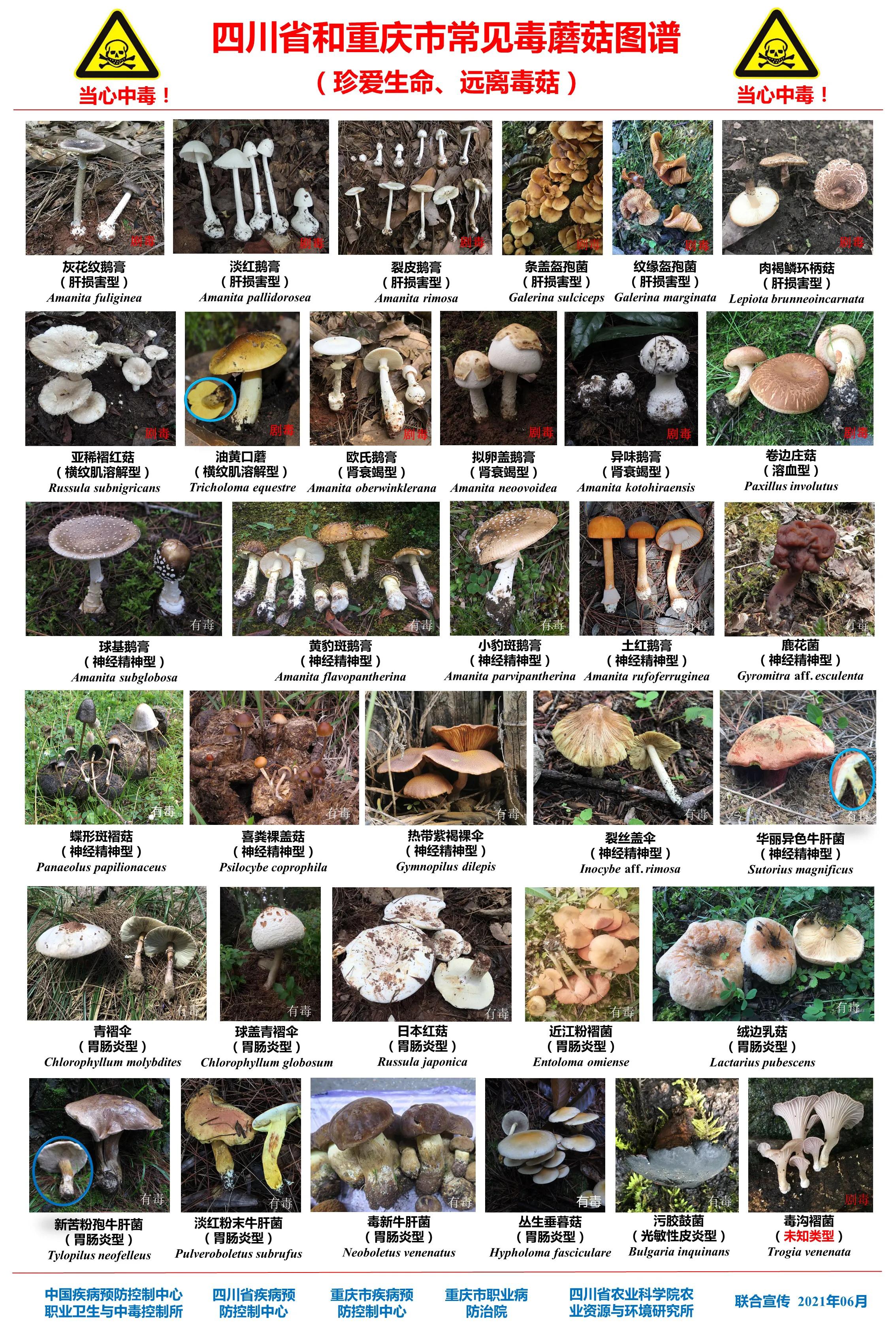 四川省微生物学会提示：不随意采食野生蘑菇