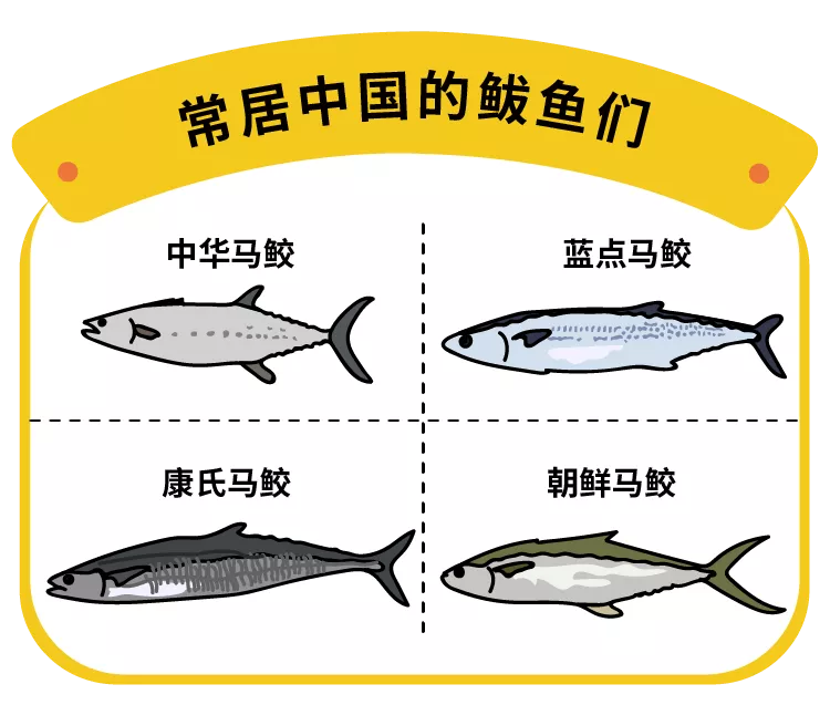 每個山東人都欠鮁魚一句 對不起 漁鮮薈 Mdeditor
