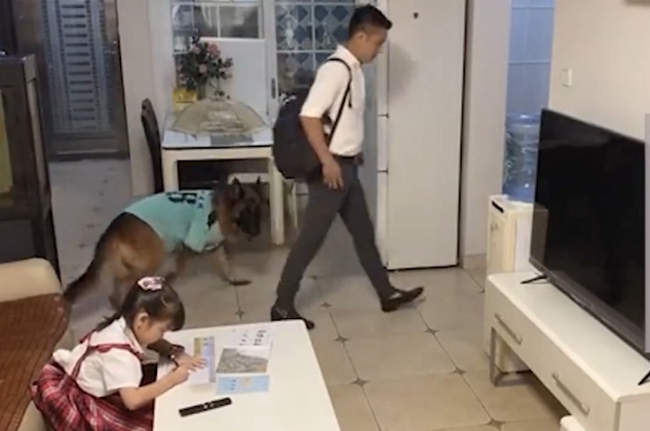 进门|狗子听到家长进门提醒女孩写作业 配合满分！