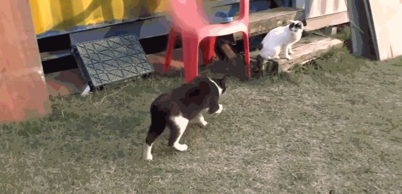 猫咪每日奔袭8公里，只为谈恋爱，谁说异地恋就没有好结局？