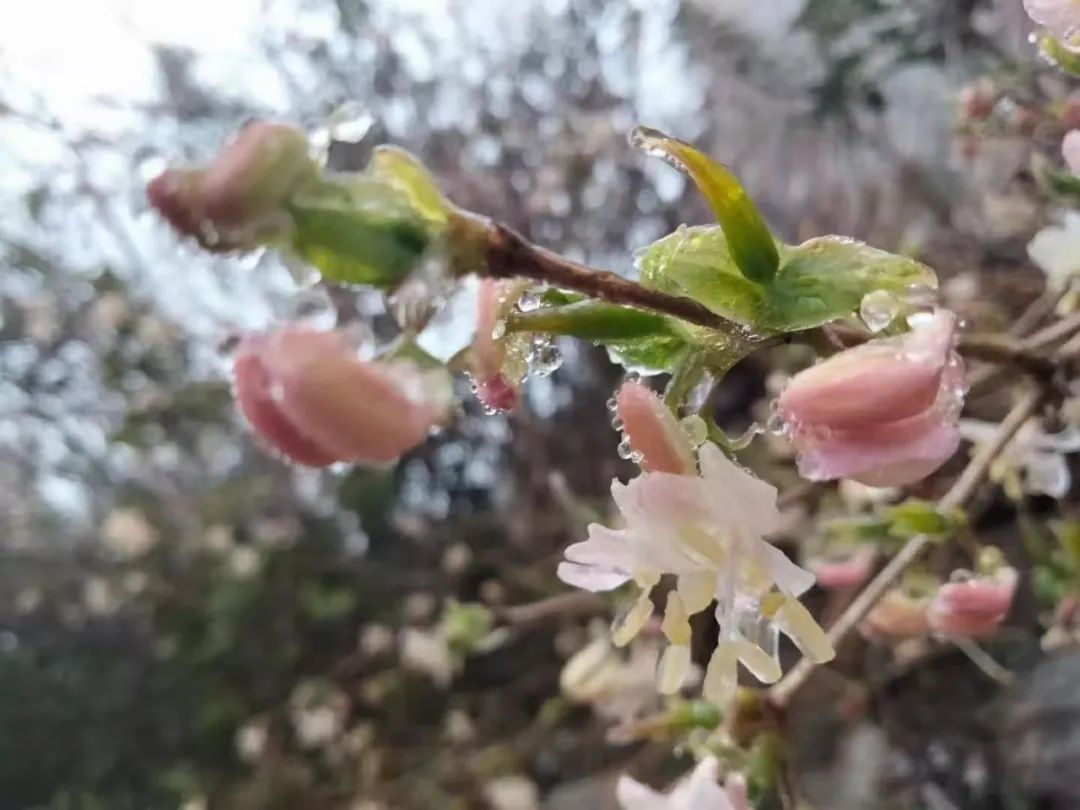 雞公山｜恰逢牛年初雪，櫻雪冰花奇觀助陣雞公山浪漫櫻花旅游節