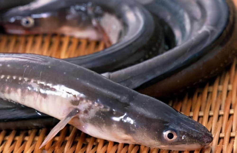 人类把鳗鱼吃到濒危为什么始终无法搞懂鳗鱼的交配方式