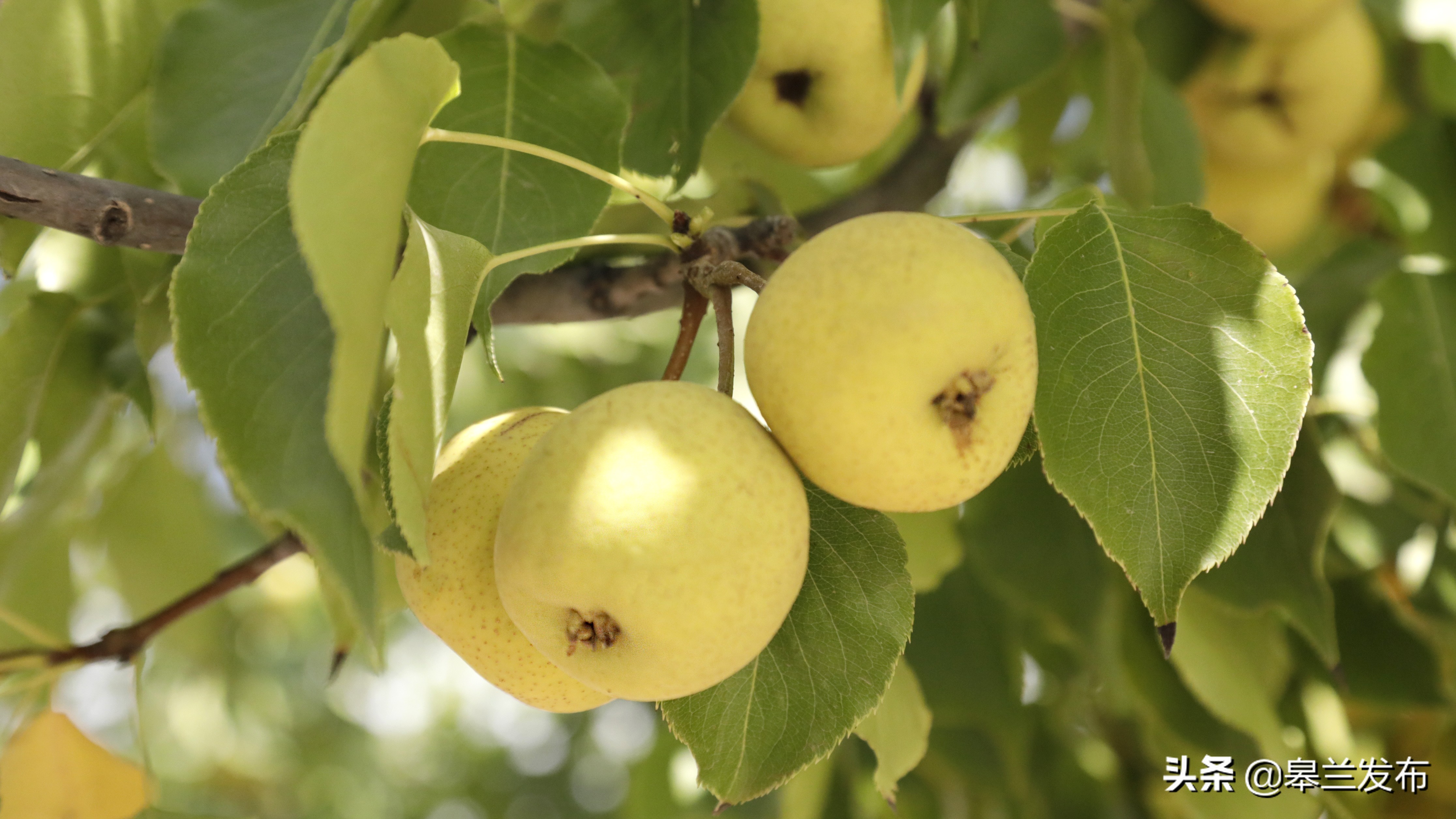 皋兰丰收季瓜果香