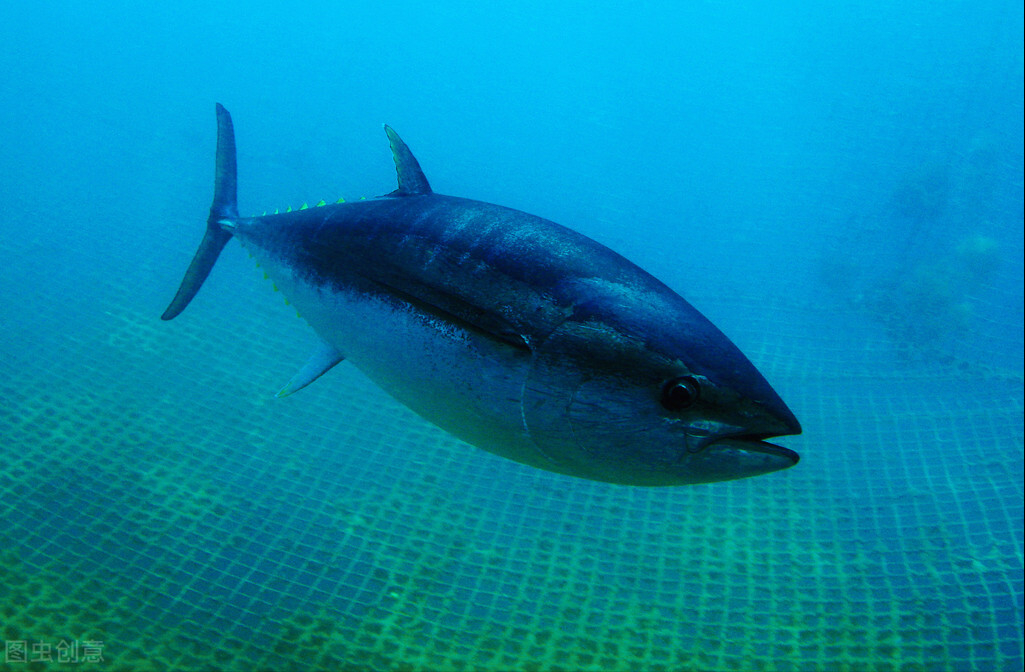 中國能養(yǎng)三文魚，為什么卻養(yǎng)不了金槍魚？
