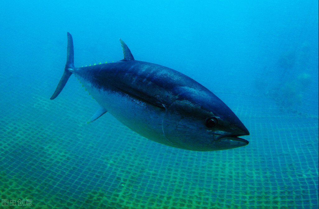 中國能養(yǎng)三文魚，為什么卻養(yǎng)不了金槍魚？