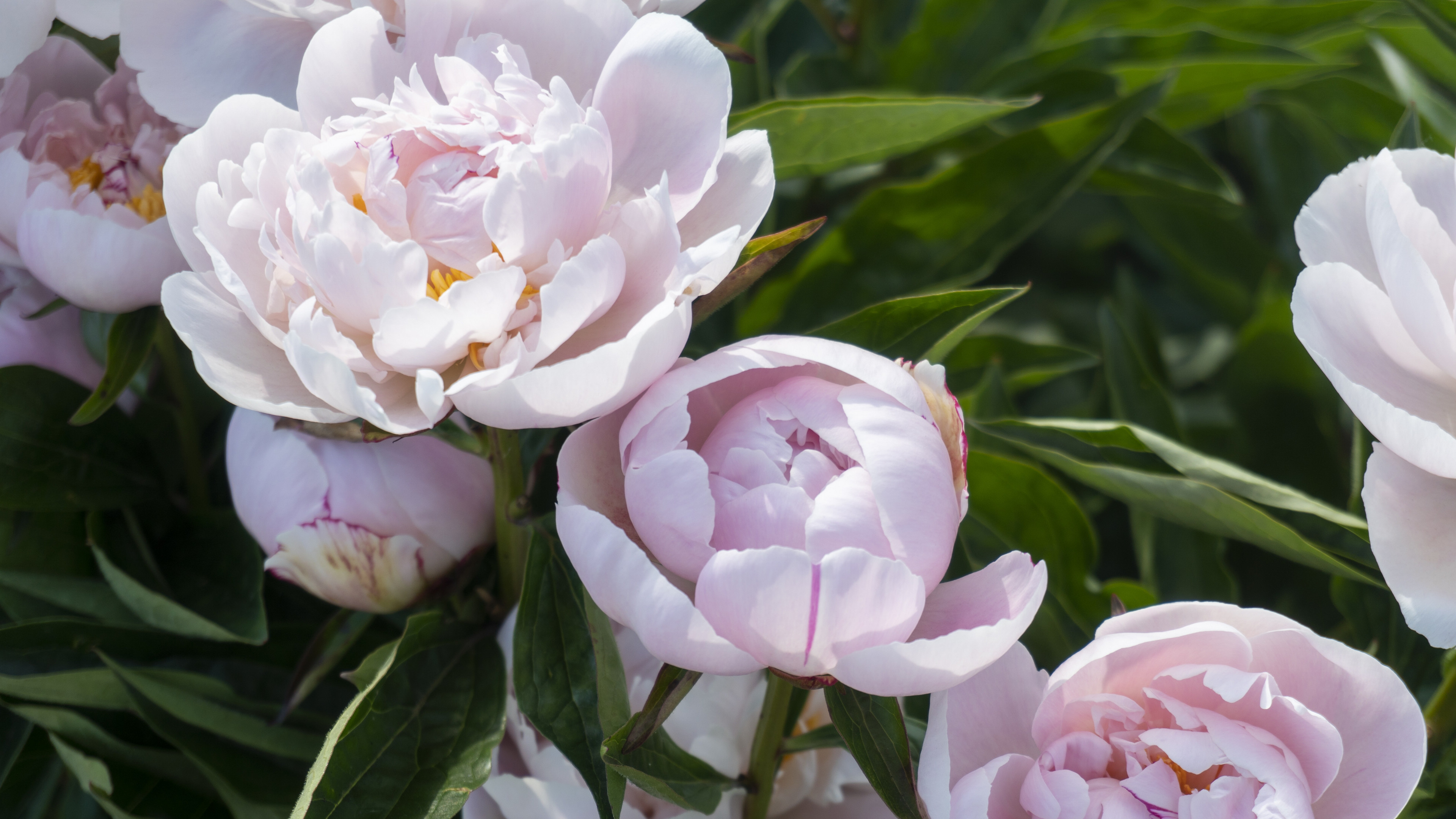 6月12日星座運勢 實力大增 胸有成竹的四大星座 不做神仙的小妖 Mdeditor