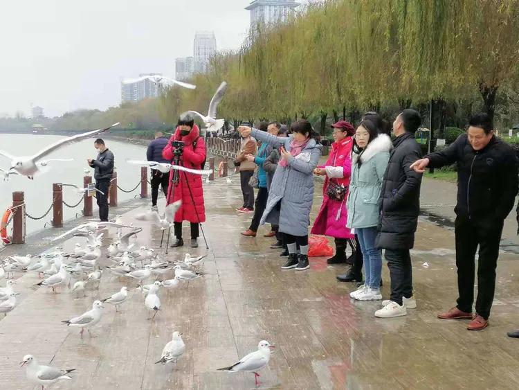 汉中《海鸥之家》呼吁：请带一个馒头来观赏可爱小精灵—红嘴鸥！