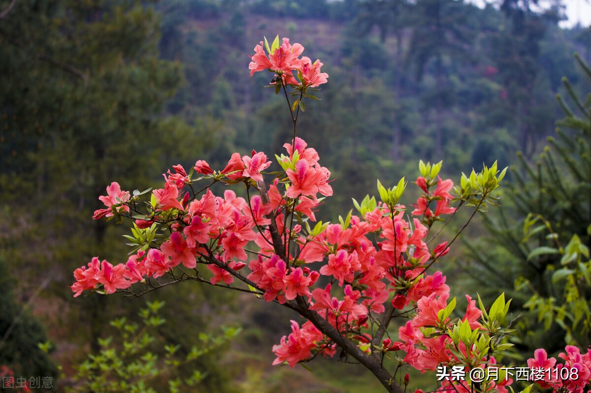 湖南常宁：又是一年春好景，美丽经济助力乡村振兴！