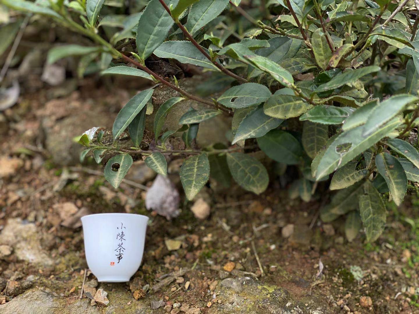 白茶喝起来和绿茶差不多，香气都一样？其实它们之间存在3点区别