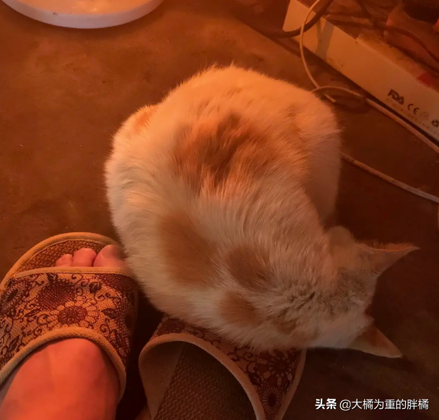 Feline Mi loves to sniff host smelly leg, "Above " hind bite a foot, master one foot spurn, it still holds out bear grudges