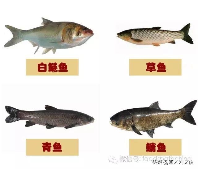 应该是清朝或此前就有了吧,因为那个时候就在江河里捞获鱼苗来喂养了