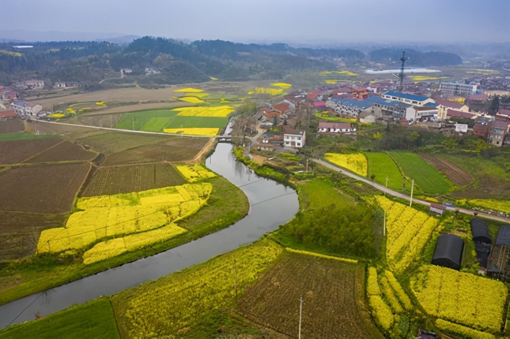 曾都：油菜花竞相怒放 舒展金黄色画卷