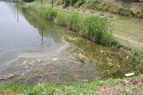 环保越来越严，池塘养殖废水如何处理更有效？