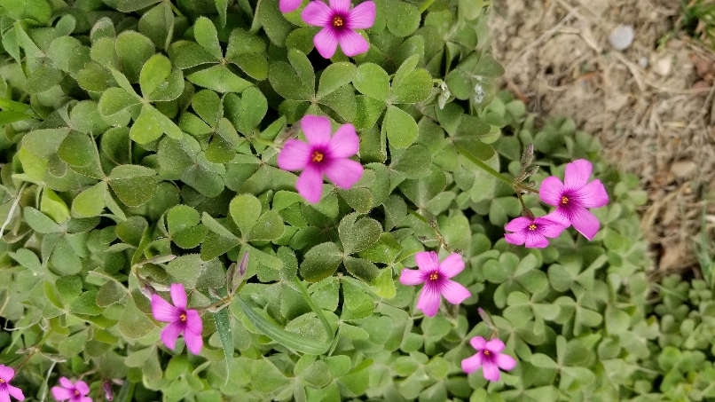 红花酢浆草是一种什么样的植物 老姚谈植物 Mdeditor