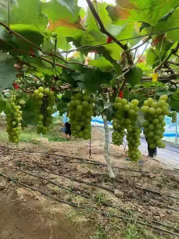 七律·夏摘葡萄