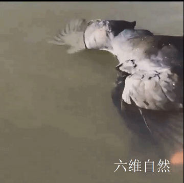 一只游禽身子浮在水面，靠近一看，原来是大牛蛙咬住了骨顶鸡头部