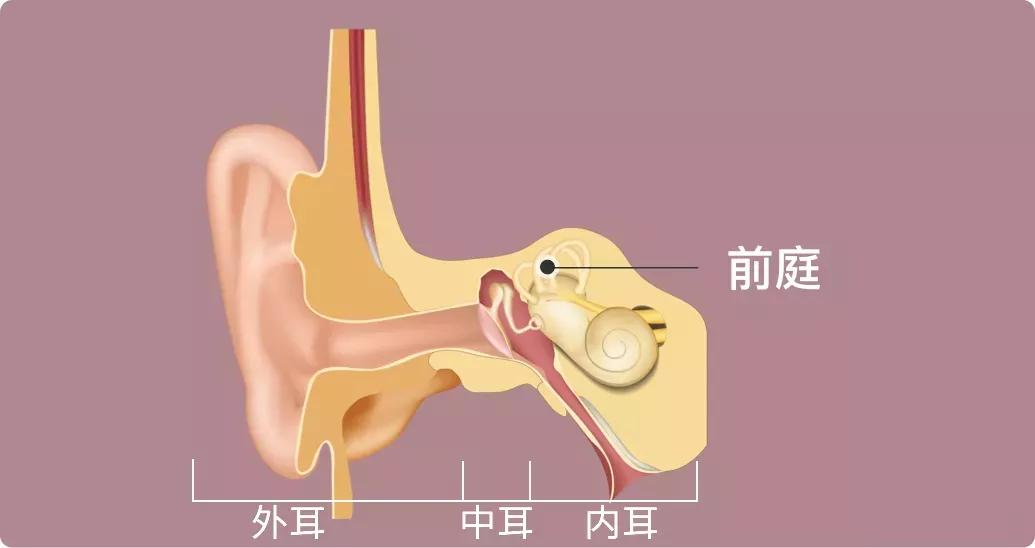 起床晕、走路晕、抬头晕…原因你一定想不到