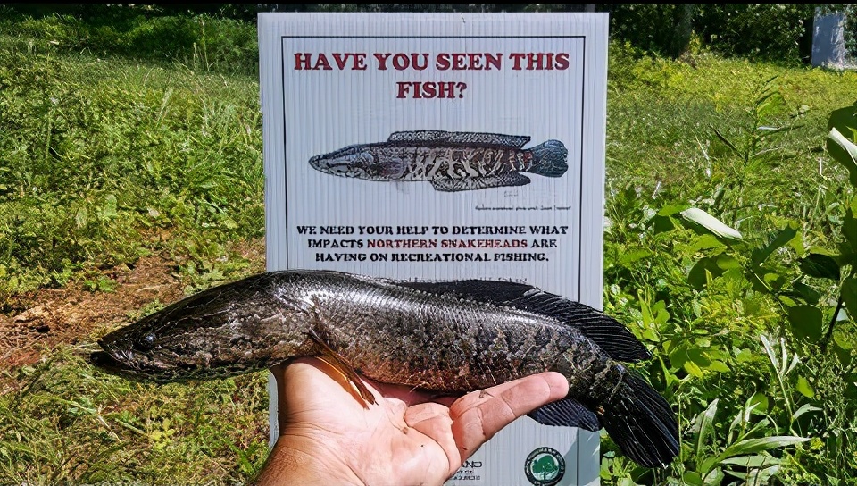 捕到黑鱼立马杀死!为啥再也不放流了?美国人民缺的只是酸菜鱼