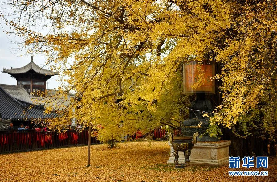 古观音禅寺开放预约!还有这些西安秋色别错过!