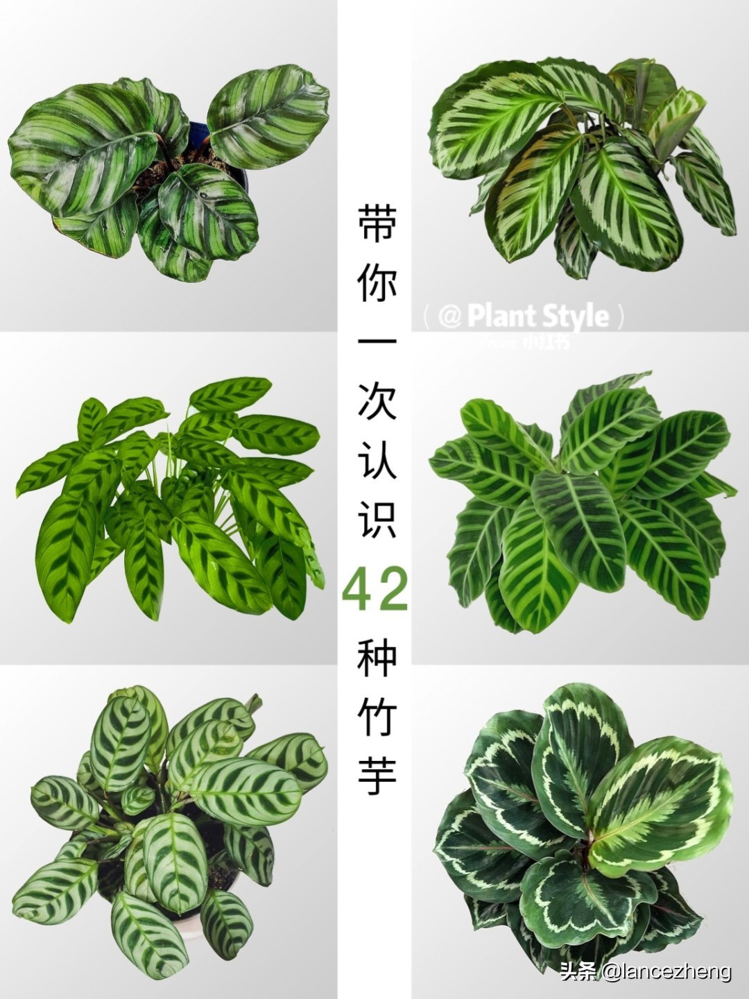 Ins网红植物 史上最全的竹芋品种大全 Lancezheng Mdeditor
