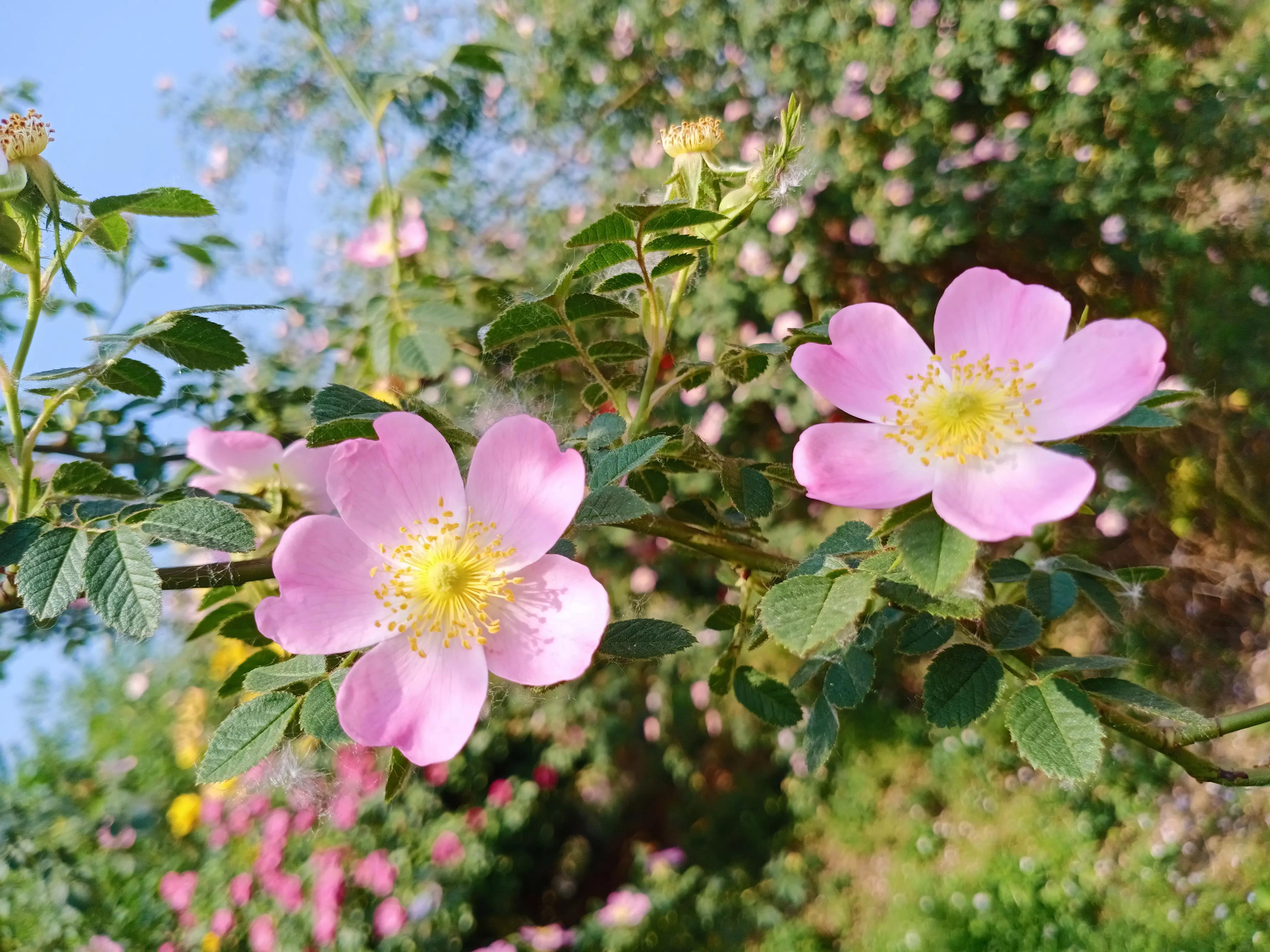 分享我拍的月季花 本无尘埃 Mdeditor