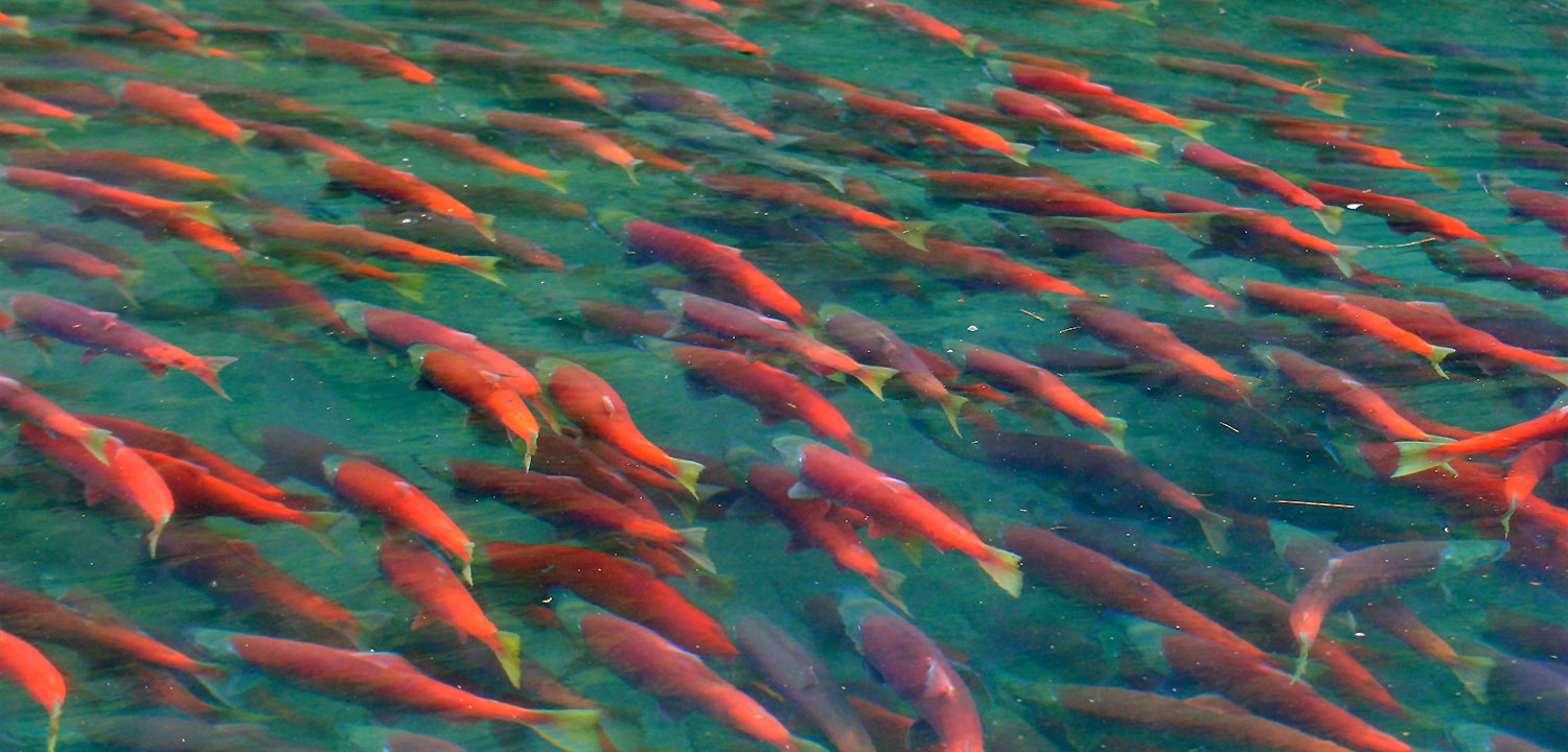 大馬哈魚之爭：中國吃60年“啞巴虧”，俄羅斯獨(dú)享“蛋糕”？