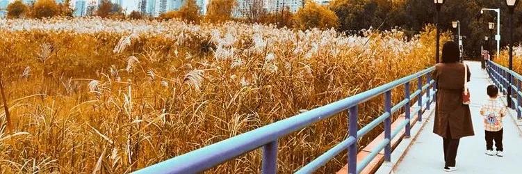 武汉这个漫长的秋天，是大自然馈赠的礼物啊