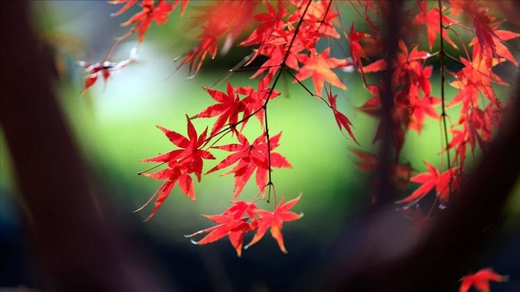 四季之美(诗四首)-第4张图片-非凡网
