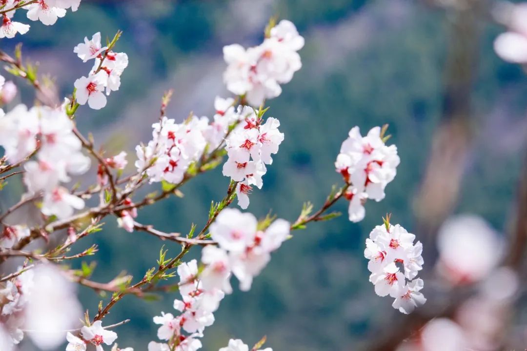 6首最美桃花诗词：桃之夭夭，惊艳了整个春天-第2张图片-诗句网