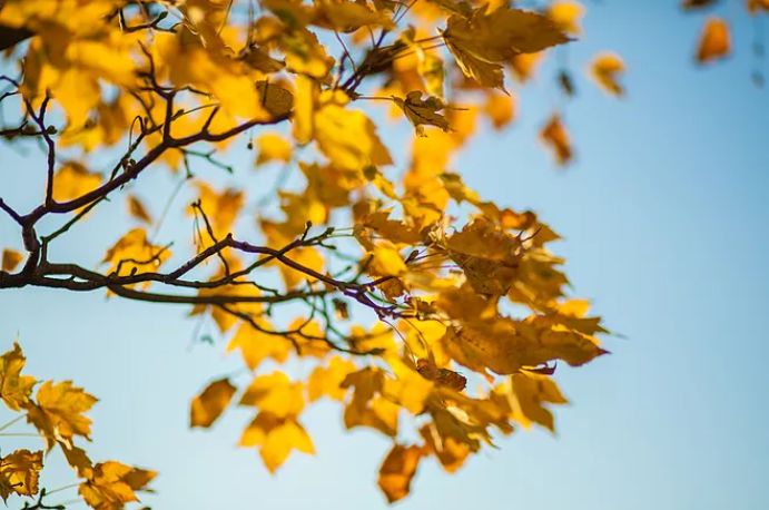 秋风起，在秋天里，赴一场诗意之约-第17张图片-诗句网