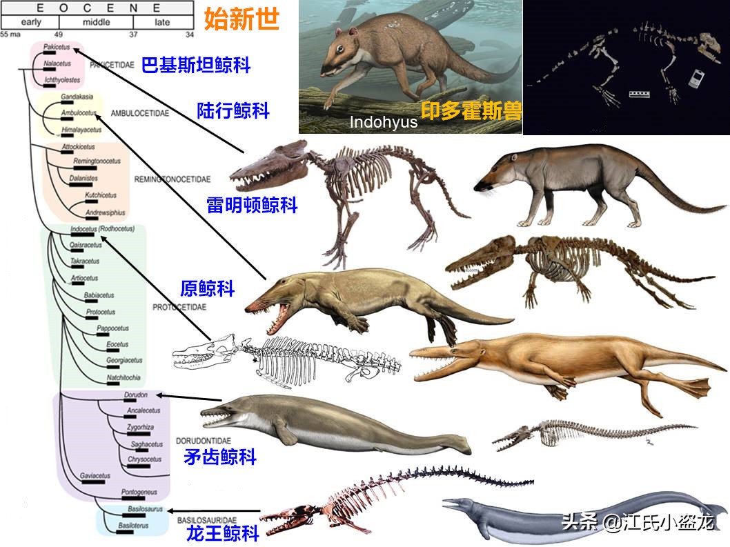 鯨魚的鼻孔怎么跑到頭頂上的？